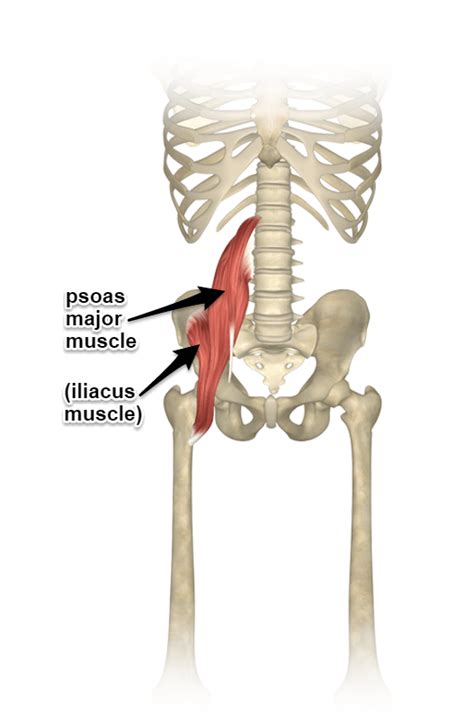 Psoas Muscle Location