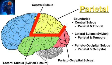 Lobes of the brain cerebral cortex anatomy function labeled diagram ...