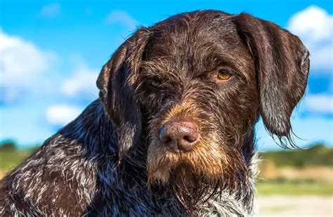 German wirehaired pointer - Description, Energy Level, Health, and ...