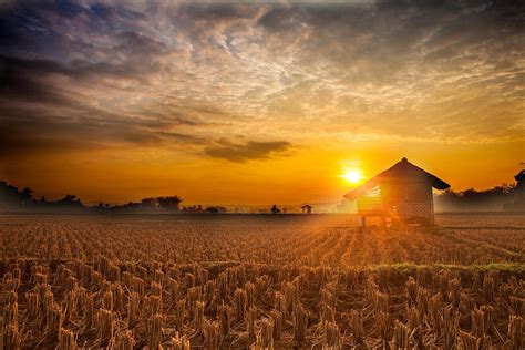 The First Beams Of A Rising Sunrise In The Paddy Field Landscape ...