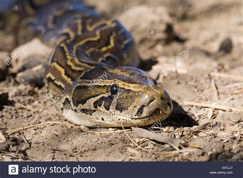 Python Sebae Stock Photos & Python Sebae Stock Images - Alamy