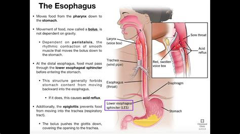 Esophagus Anatomy - Anatomical Charts & Posters