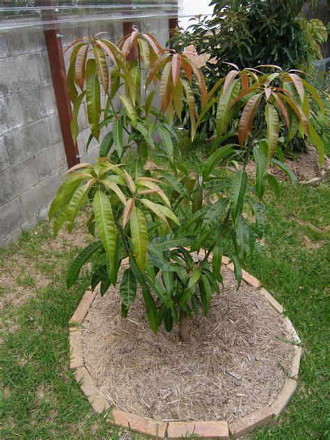 Forum: Pruning mango tree