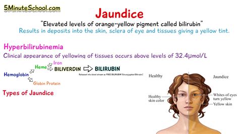 Describe Jaundice and What Causes It