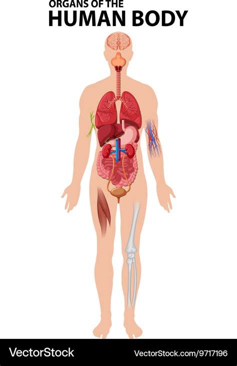 Diagram of organs the human body Royalty Free Vector Image