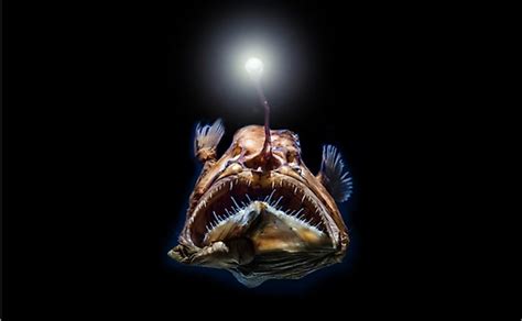 How Do Deep Sea Creatures Survive The High Water Pressure? - WorldAtlas