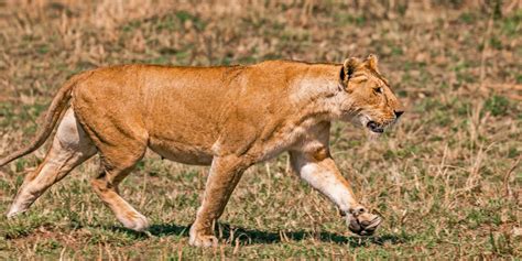 Animals in Serengeti: What wildlife can be seen on Safari in Serengeti ...