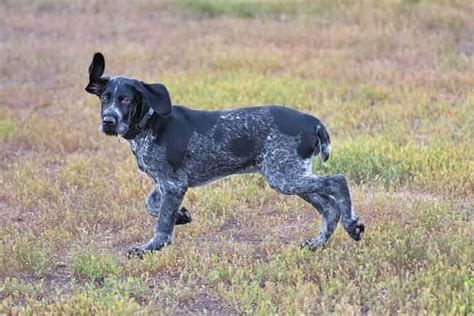 German Wirehaired Pointer Temperament, Price, Puppies & Breeder Info