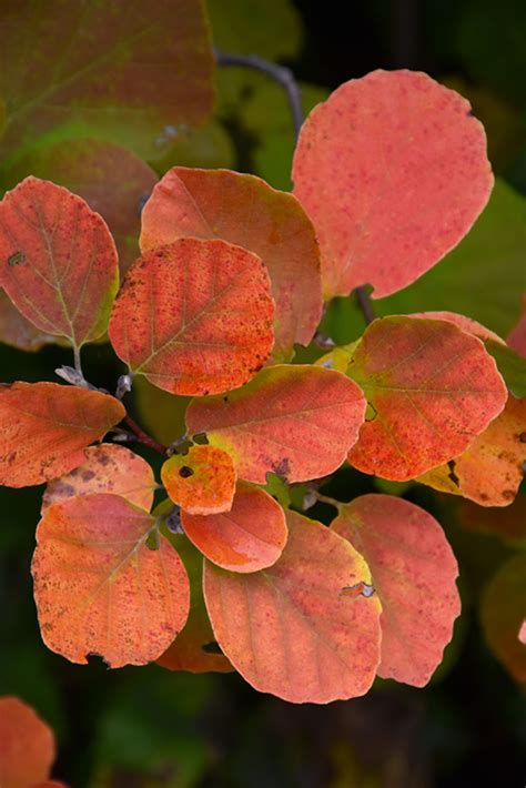 Dwarf Fothergilla (Fothergilla gardenii) in Fayetteville Springdale ...