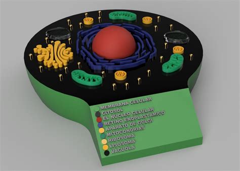 STL file 3D Printable Animal Cell Model with Multi-Language Legends ...