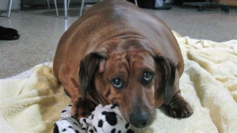 Morbidly obese wiener dog on strict diet regimen - World - CBC News