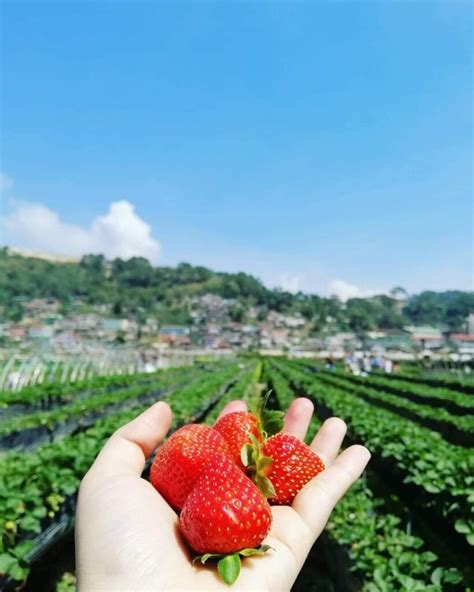 La Trinidad Strawberry Farm