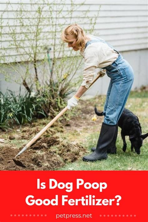 The Scoop on Poop: Is Dog Poop Good Fertilizer?