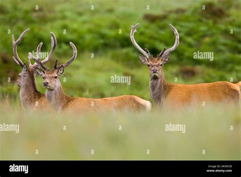 Red Deer Scotland United Kingdom Stock Photo - Alamy