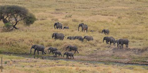 Herd of Elephants 3 Stock Photo | Adobe Stock