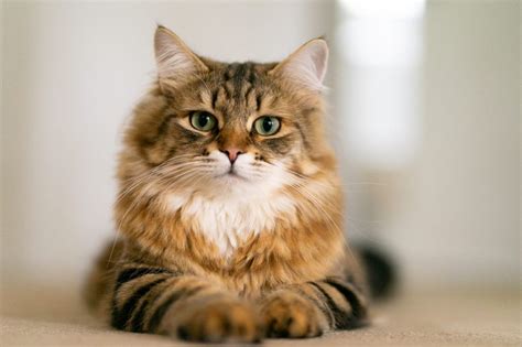 Siberian Cat Breed Information & Characteristics