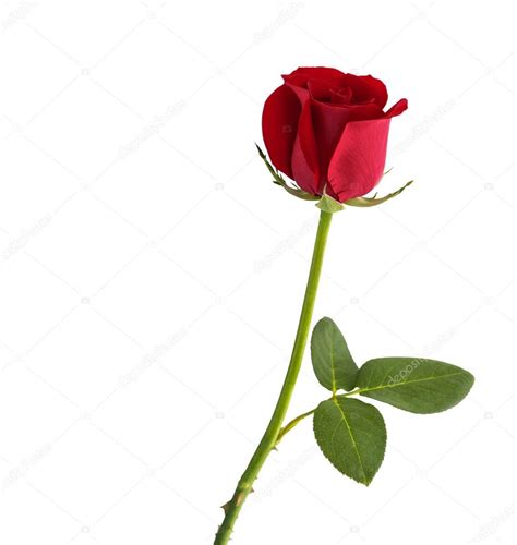 Red Rose White Background