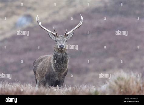 Taken in Alladale Wilderness Reserve Stock Photo - Alamy