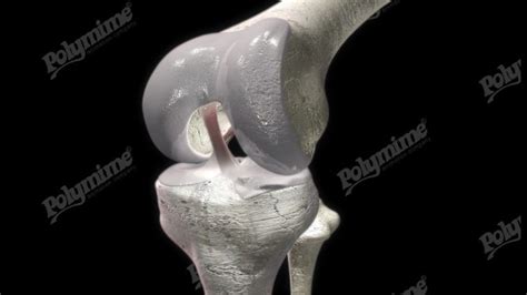 Knee hinge joint image- Polymime Animation Company Ltd