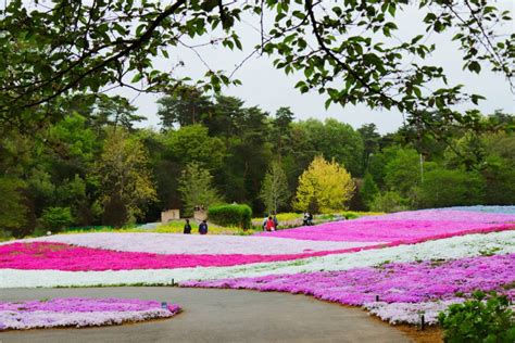 10 Best Places to See Shibazakura in Japan - Tokyo Past 3