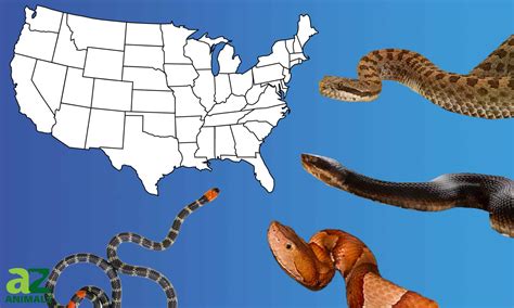 The 4 Main Types of Venomous Snakes in the United States - A-Z Animals