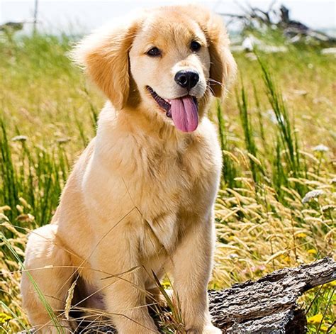 Training Golden Retriever Puppies | Golden Retriever Expert