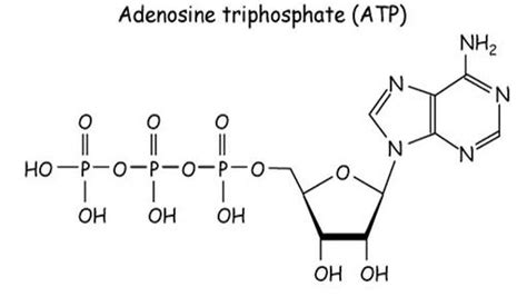 ATP structure + function