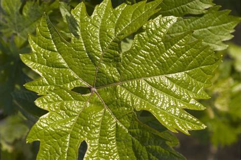 What Are the Health Benefits of Grape Leaves? | livestrong