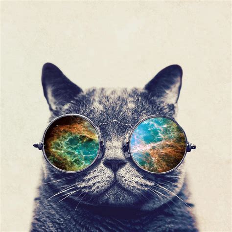 Cat With Glasses Wallpapers - Wallpaper Cave