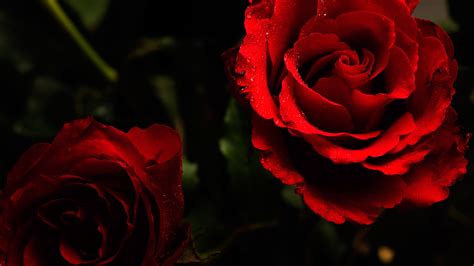 Dark Red Roses Wallpaper - WallpaperSafari