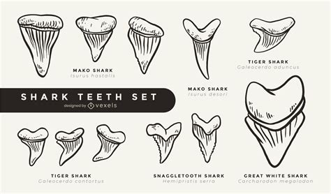 Cool Shark Teeth Set Filled Stroke Vector Download