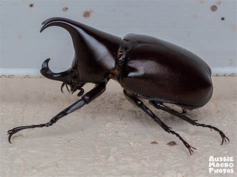 Rhinoceros Beetle