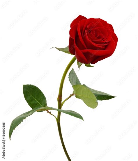 Single beautiful red rose isolated on white background Stock Photo ...