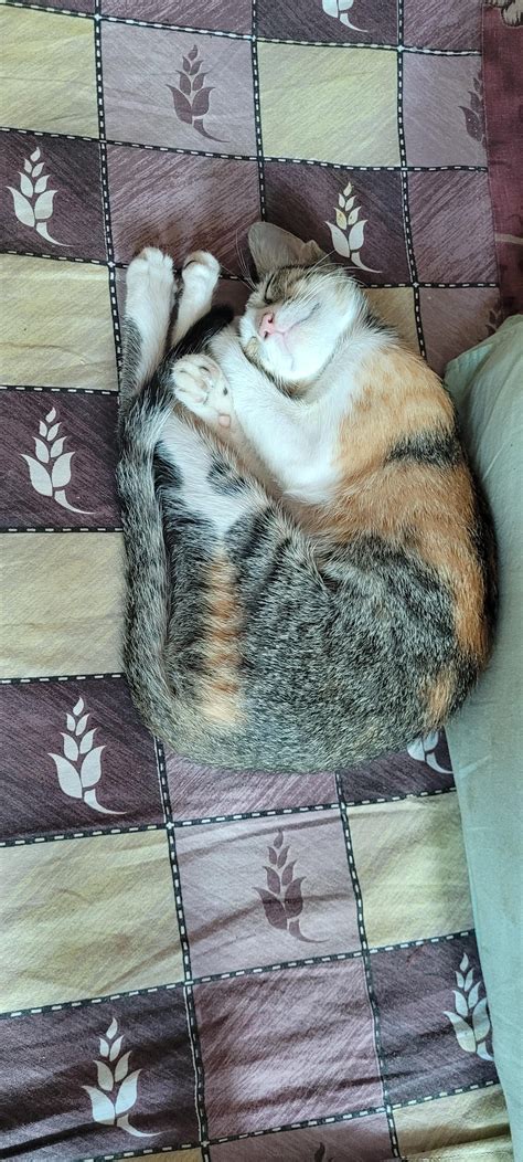 Calico cat for adoption : r/Adoptioncatmumbai