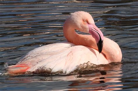 Bird Flamingo Pink - Free photo on Pixabay - Pixabay