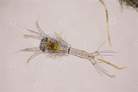 Closeup zoea stage of Vannamei shrimp in light microscope, Shrimp ...