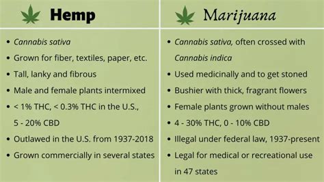 Hemp-vs-Marijuana-infographic - Bambu Batu