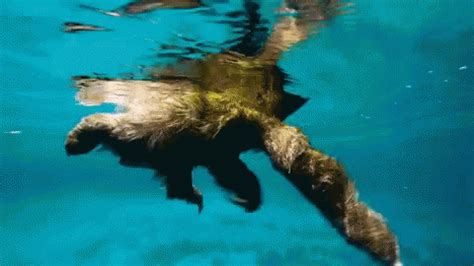 Baby Otter Swimming GIFs | Tenor