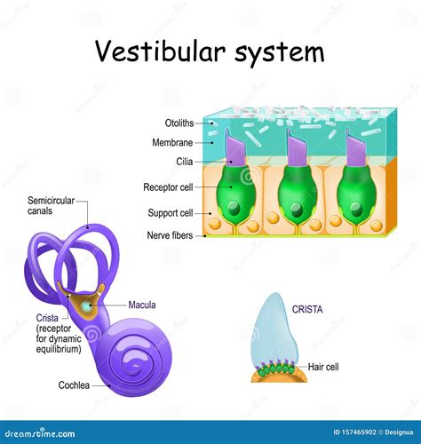 Macula Ear Diagram