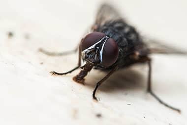 Are House Flies Dangerous? | Russell’s Pest Control - Pest Control ...