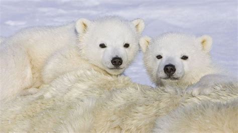 2 Cute Polar Bear Cubs HD desktop wallpaper : Widescreen : High ...