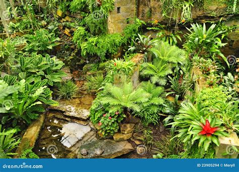 Tropical Garden Green Plants Stock Photo - Image: 23905294