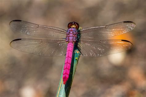 15 Stunning Photos of Naturally Pink Animals | Reader's Digest