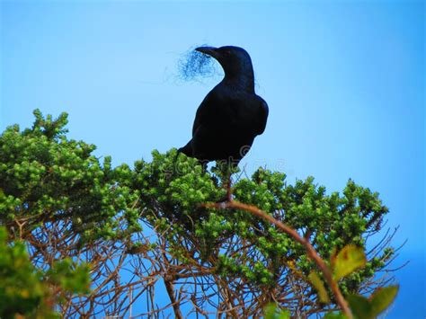 Black bird making its nest stock image. Image of nature - 44410707