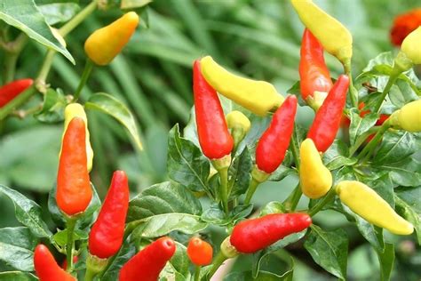 Tabasco Pepper (Hot) - Plant Library - Pahl's Market - Apple Valley, MN