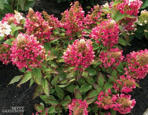 Dwarf Flowering Shrubs for Small Gardens and Landscapes