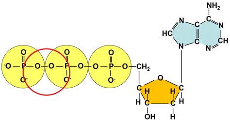 ChemTalk | What is ATP in Biology?