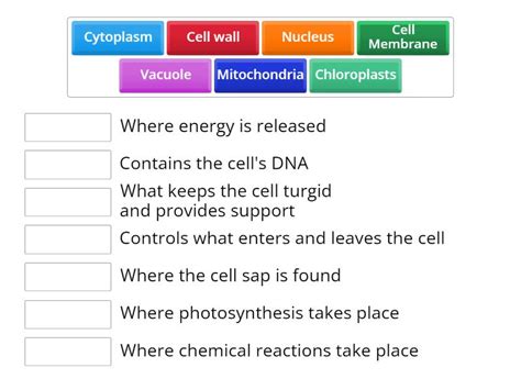 Parts of a plant cell and their functions - Match up