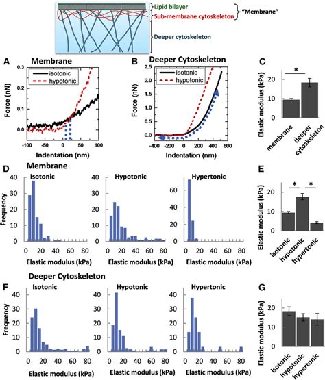 Differential effects of isotonic and hypotonic solutions on membrane ...