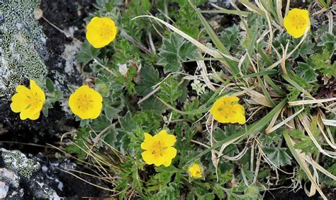 Trophy Mountain Meadows – Alpine Wildflowers – A Wildflower Journal